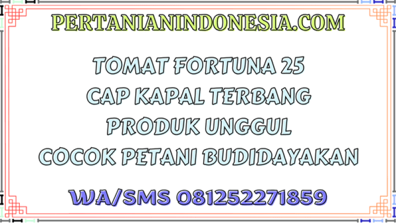 Tomat Fortuna 25 Cap Kapal Terbang Produk Unggul Cocok Petani Budidayakan