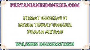 Tomat Gustavi F1 Benih Tomat Unggul Panah Merah