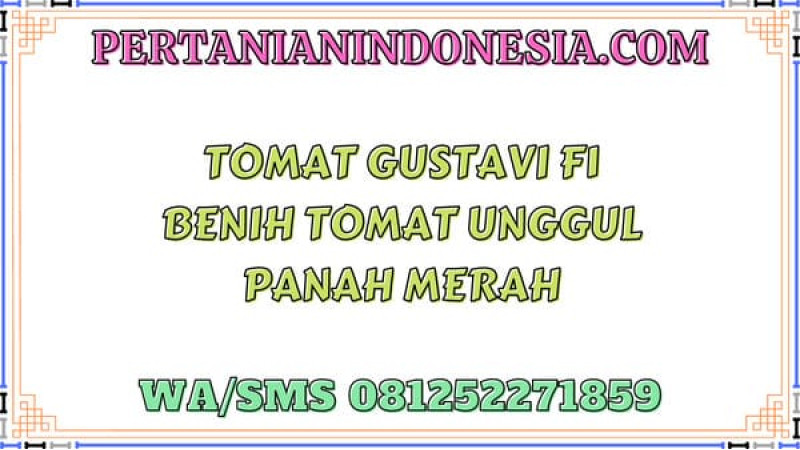 Tomat Gustavi F1 Benih Tomat Unggul Panah Merah