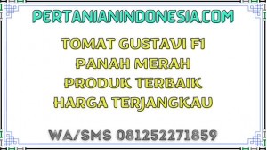 Tomat Gustavi F1 Panah Merah Produk Terbaik Harga Terjangkau