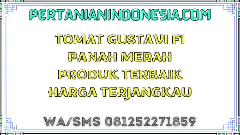 Tomat Gustavi F1 Panah Merah Produk Terbaik Harga Terjangkau