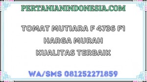 Tomat Mutiara F 4736 F1 Harga Murah Kualitas Terbaik