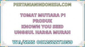 Tomat Mutiara F1 Produk Known You Seed Unggul Harga Murah