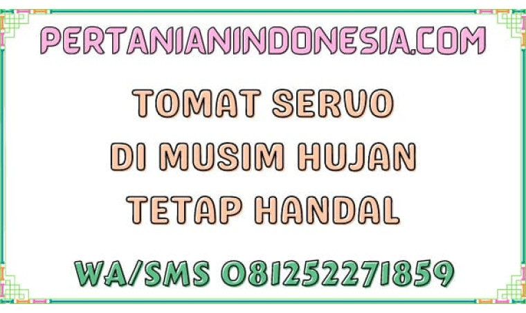 Tomat Servo Di Musim Hujan Tetap Handal