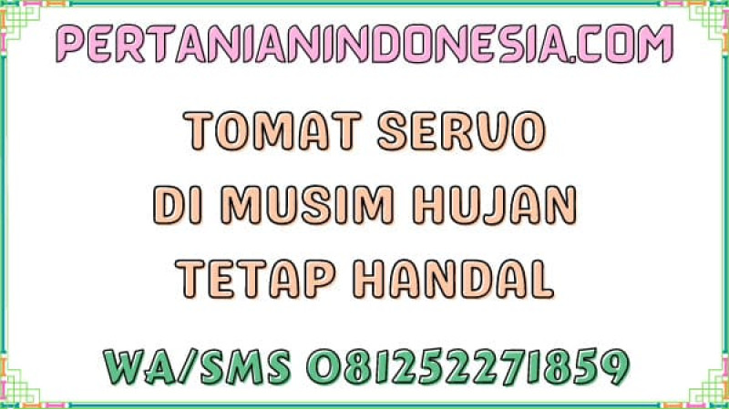 Tomat Servo Di Musim Hujan Tetap Handal