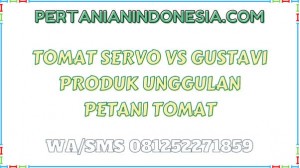 Tomat Servo VS Gustavi Produk Unggulan Petani Tomat