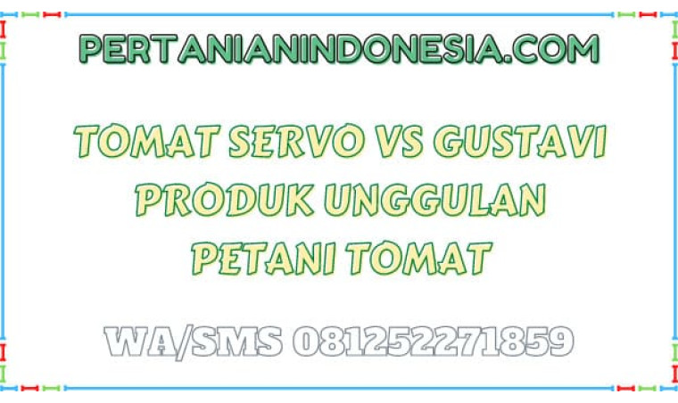 Tomat Servo VS Gustavi Produk Unggulan Petani Tomat