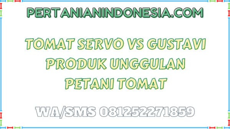 Tomat Servo VS Gustavi Produk Unggulan Petani Tomat