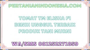 Tomat TM Elisha F1 Benih Unggul Terbaik Produk Tani Murni