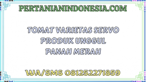 Tomat Varietas Servo Produk Unggul Panah Merah