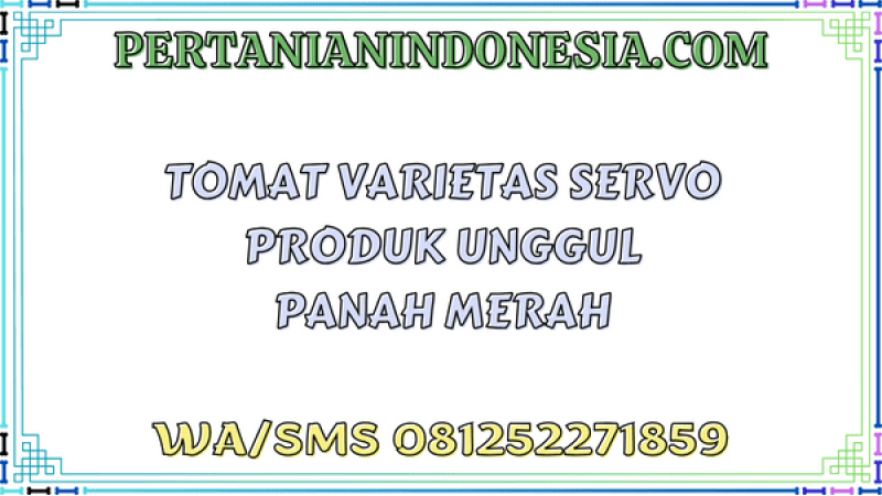 Tomat Varietas Servo Produk Unggul Panah Merah