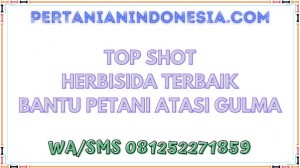 Top Shot Herbisida Terbaik Bantu Petani Atasi Gulma