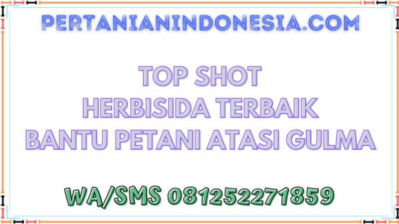 Top Shot Herbisida Terbaik Bantu Petani Atasi Gulma