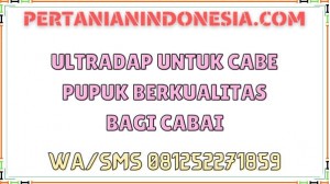 Ultradap Untuk Cabe Pupuk Berkualitas Bagi Cabai