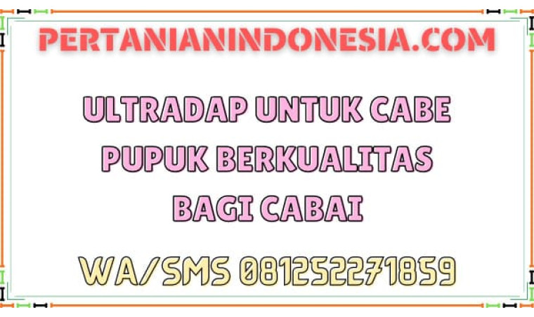 Ultradap Untuk Cabe Pupuk Berkualitas Bagi Cabai
