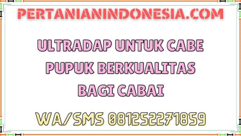 Ultradap Untuk Cabe Pupuk Berkualitas Bagi Cabai