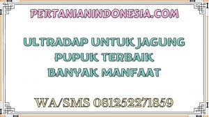 Ultradap Untuk Jagung Pupuk Terbaik Banyak Manfaat