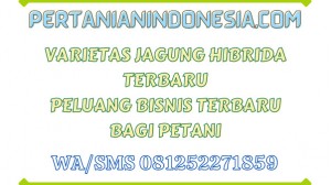 Varietas Jagung Hibrida Terbaru Peluang Bisnis Terbaru Bagi Petani