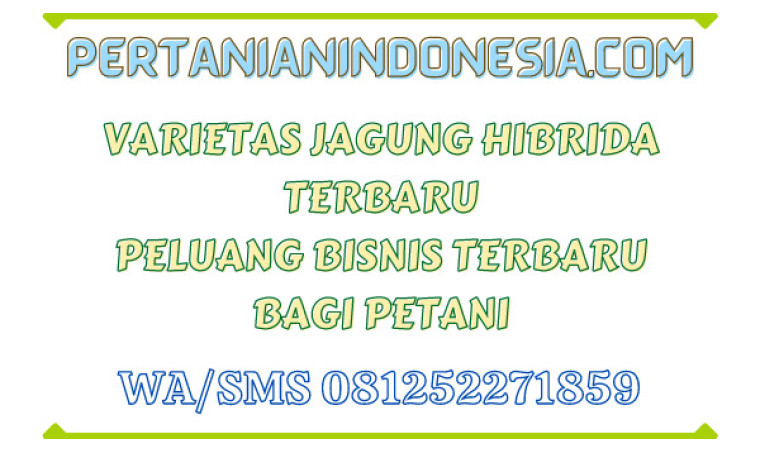 Varietas Jagung Hibrida Terbaru Peluang Bisnis Terbaru Bagi Petani