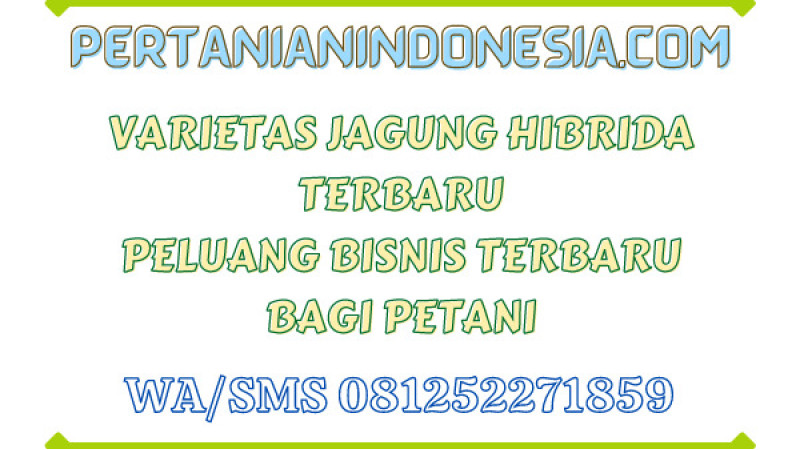 Varietas Jagung Hibrida Terbaru Peluang Bisnis Terbaru Bagi Petani