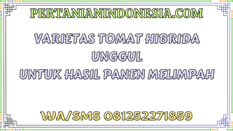 Varietas Tomat Hibrida Unggul untuk Hasil Panen Melimpah