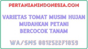 Varietas Tomat Musim Hujan Mudahkan Petani Bercocok Tanam
