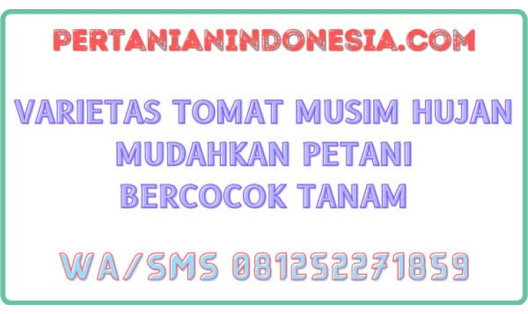 Varietas Tomat Musim Hujan Mudahkan Petani Bercocok Tanam