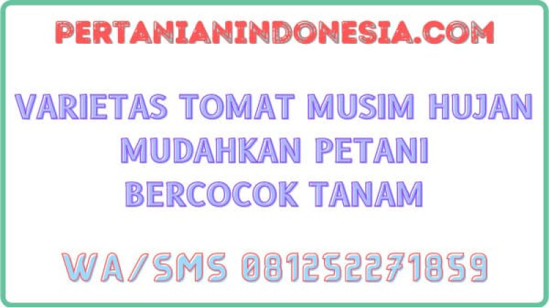 Varietas Tomat Musim Hujan Mudahkan Petani Bercocok Tanam