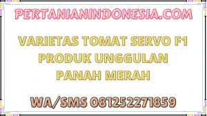 Varietas Tomat Servo F1 Produk Unggulan Panah Merah