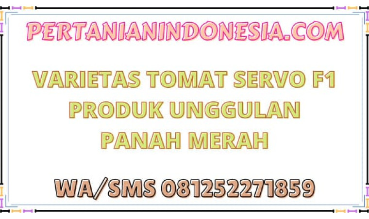 Varietas Tomat Servo F1 Produk Unggulan Panah Merah