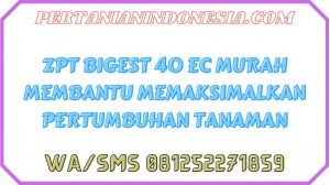 ZPT Bigest 40 EC Murah Membantu Memaksimalkan Pertumbuhan Tanaman