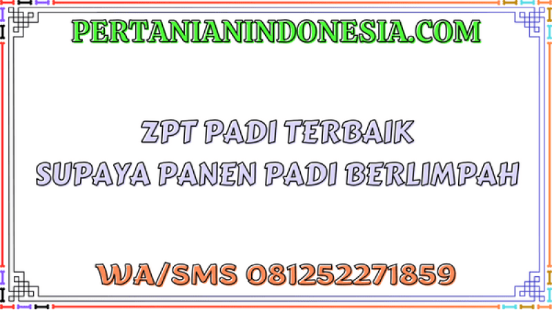 ZPT Padi Terbaik Supaya Panen Padi Berlimpah