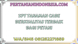 ZPT Tanaman Cabe Berkualitas Terbaik Bagi Petani