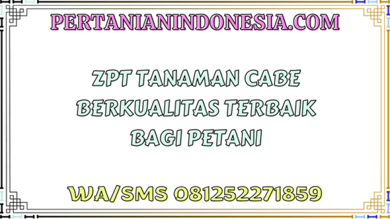 ZPT Tanaman Cabe Berkualitas Terbaik Bagi Petani