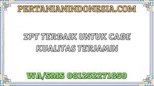 ZPT Terbaik Untuk Cabe Kualitas Terjamin