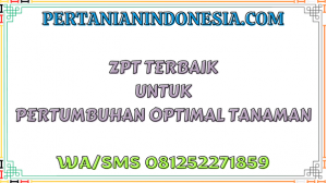 ZPT Terbaik Untuk Pertumbuhan Optimal Tanaman