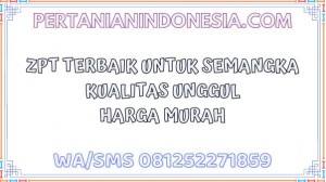 ZPT Terbaik Untuk Semangka Kualitas Unggul Harga Murah