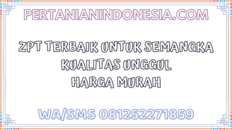 ZPT Terbaik Untuk Semangka Kualitas Unggul Harga Murah