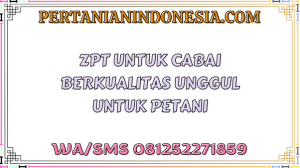 ZPT Untuk Cabai Berkualitas Unggul Untuk Petani