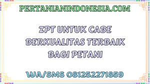 ZPT Untuk Cabe Berkualitas Terbaik Bagi Petani