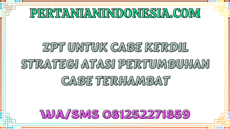 ZPT Untuk Cabe Kerdil Strategi Atasi Pertumbuhan Cabe Terhambat