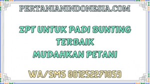 ZPT Untuk Padi Bunting Terbaik Mudahkan Petani