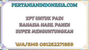 ZPT Untuk Padi Rahasia Hasil Panen Super Menguntungkan