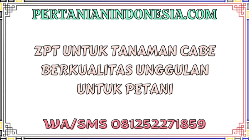 ZPT Untuk Tanaman Cabe Berkualitas Unggulan Untuk Petani