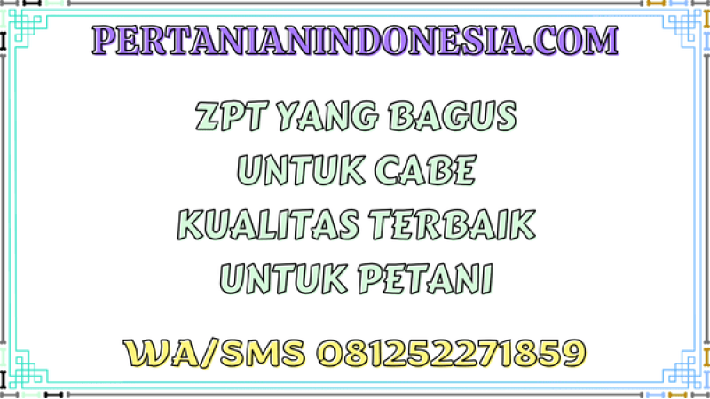 ZPT Yang Bagus Untuk Cabe Kualitas Terbaik Untuk Petani