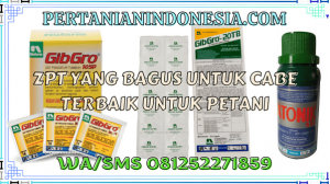ZPT Yang Bagus Untuk Cabe Terbaik Untuk Petani
