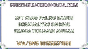 ZPT Yang Paling Bagus Berkualitas Unggul Harga Terjamin Murah