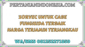 Zorvec Untuk Cabe Fungisida Terbaik Harga Terjamin Terjangkau