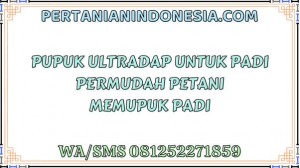 Pupuk Ultradap Untuk Padi Permudah Petani Memupuk Padi