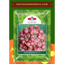 Benih Bawang Merah Sanren